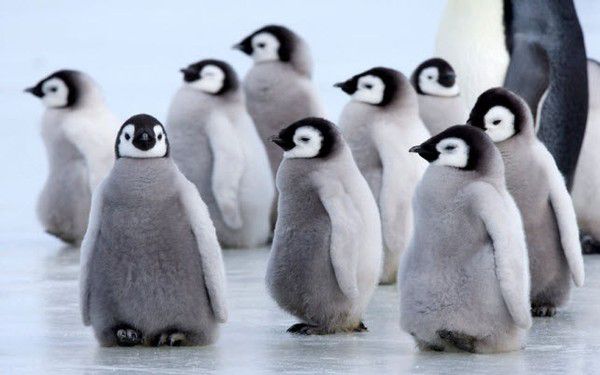 Khi đi ngư lưu luyn nhìn mấy chú chim cánh cụt con lũn cũn chạy theo cô