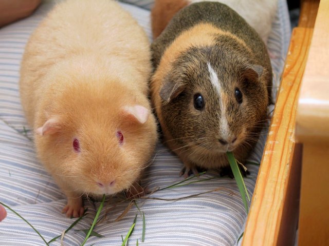 640px-Two_adult_Guinea_Pigs_Cavia_porcellus