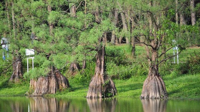  Giang Sơ Tinh mê mang mà lôi kéo cậu khóe mắt đỏ lên Đừng đi